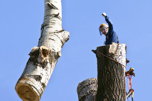 Tree Service