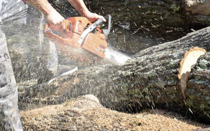 Tree Removal