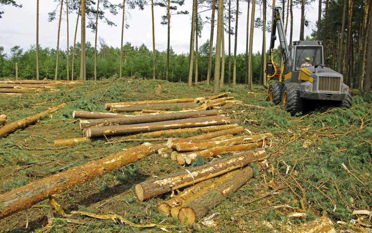 Lot Clearing
